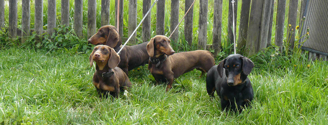 Vier Teckel bei der Hundeprüfung