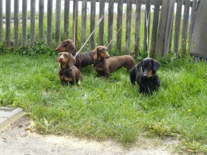 Hundeprüfung_Pfostenschau       