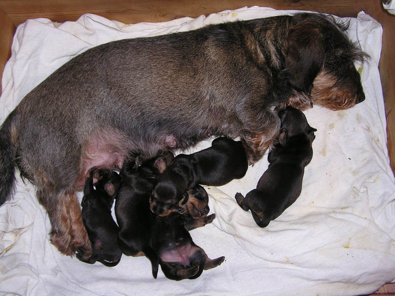 welpen5